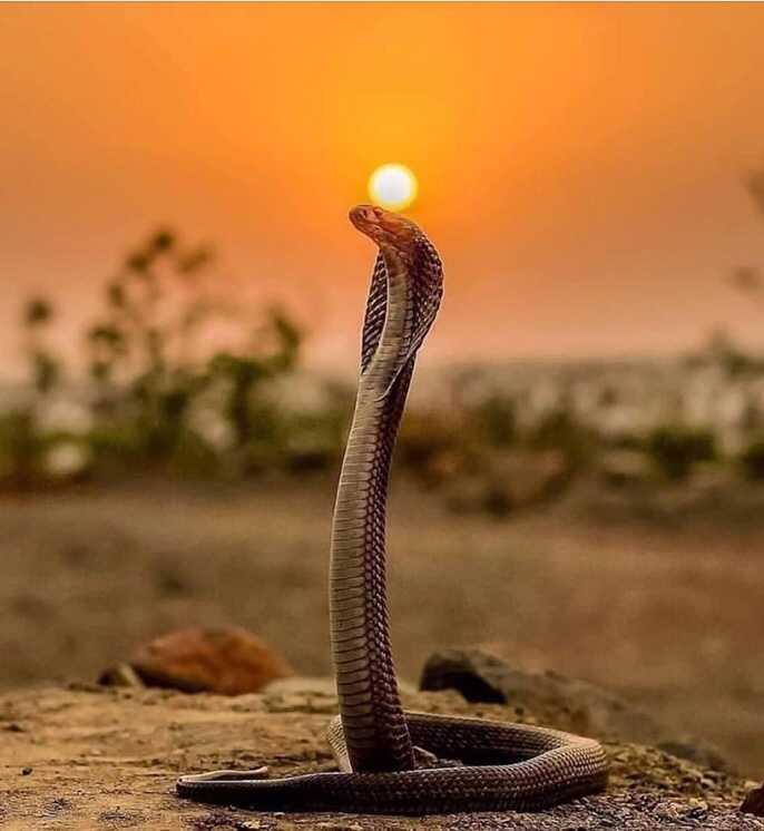 This image has an empty alt attribute; its file name is img_1782.jpg